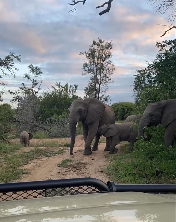 safari thumbnail 2.JPG